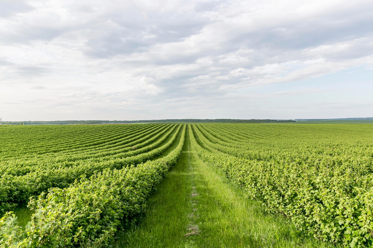 farmland