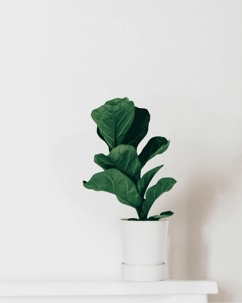 Miny Dewdrop Succulant