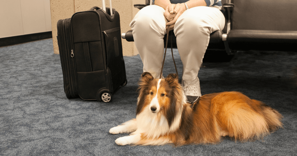 Service dog beside its handler in an airport