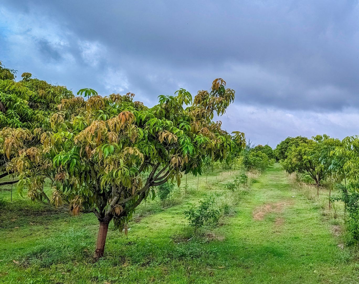 Group of hikers walking through a mountain meadow surrounded by pine trees and misty peaks.