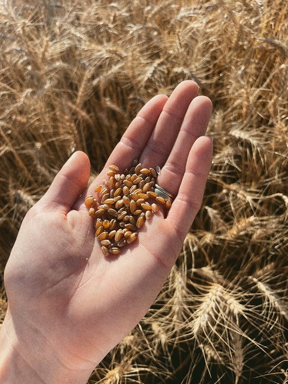 Farmer Kris in the wheat field
