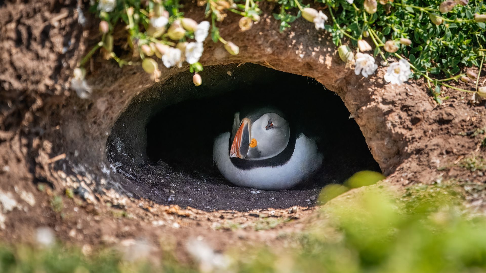 Puffins dig burrows into the soil, often close to cliff edges. 