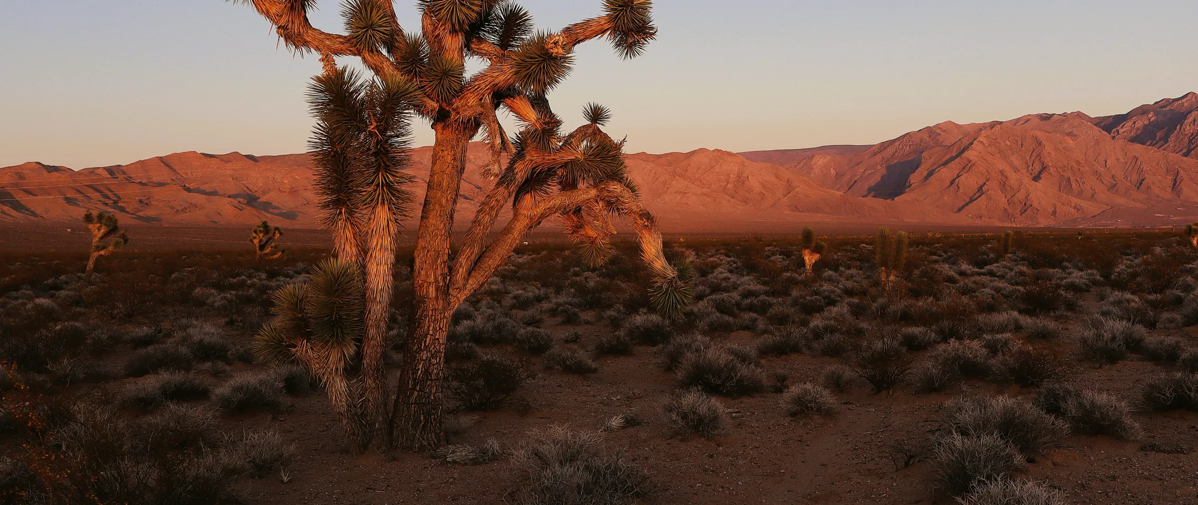 Joshua tree and red mountains at dusk