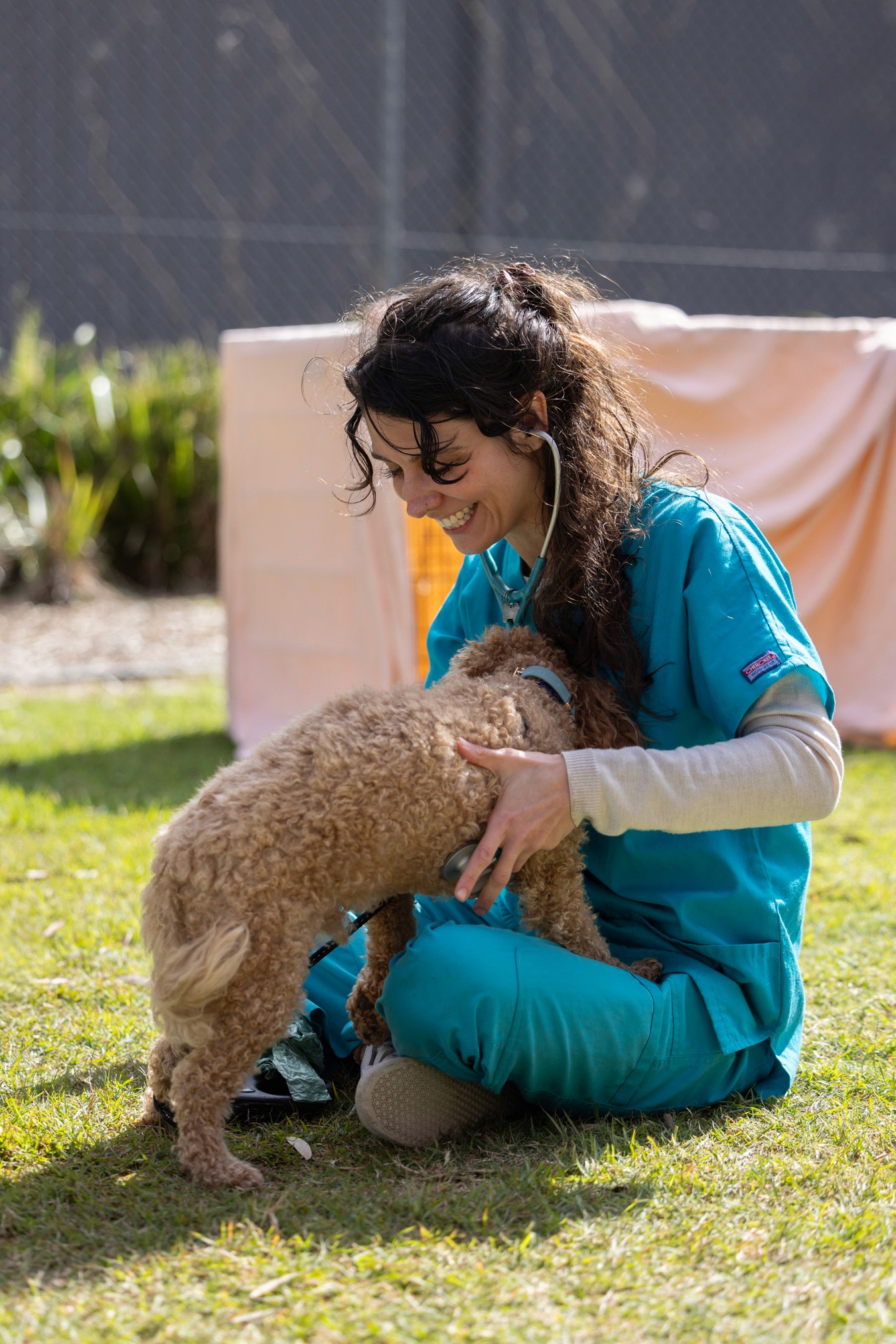 Vet examining cavoodle