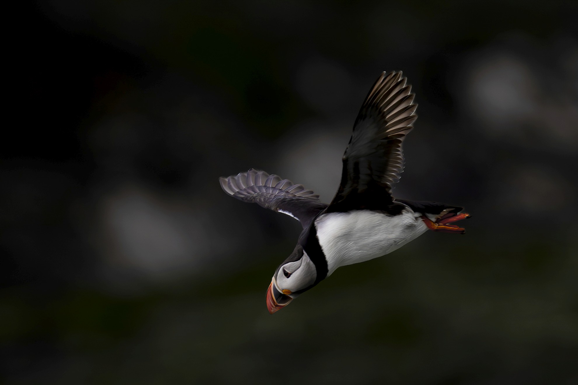 Macareux moine en vol, ailes déployées, devant un arrière-plan sombre à Hornøya.