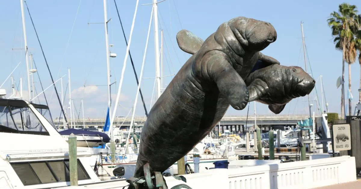 A bronze statue of a mother manatee with her calf is prominently displayed in a marina, surrounded by various sailboats and clear blue skies, symbolizing marine life conservation. marina along riverwalk bradenton, fl