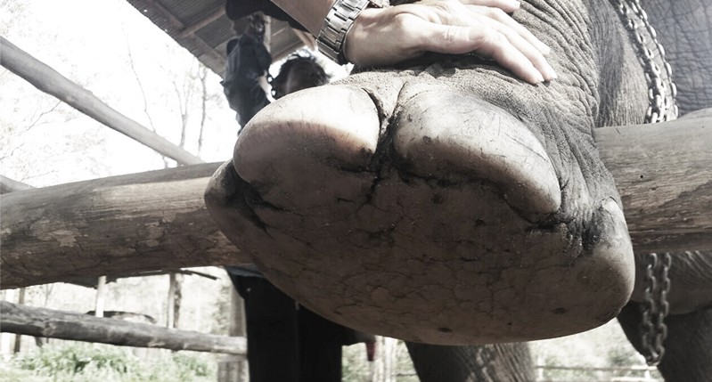 elephant feet