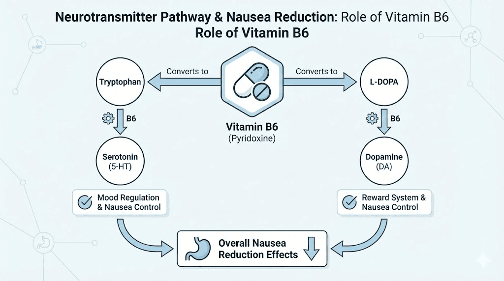 Vitamin B6 neurotransmitter pathway diagram showing nausea reduction mechanism