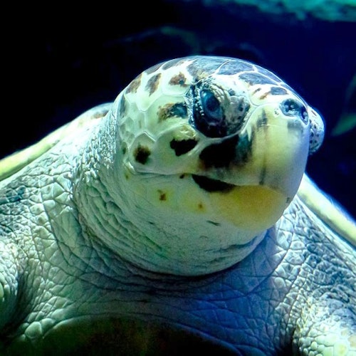 Malapitan na tanawin ng isang pagong na may teksturadong shell, batik-batik na balat, at madilim na mapanlikhang mata sa ilalim ng dim na asul na ilaw.