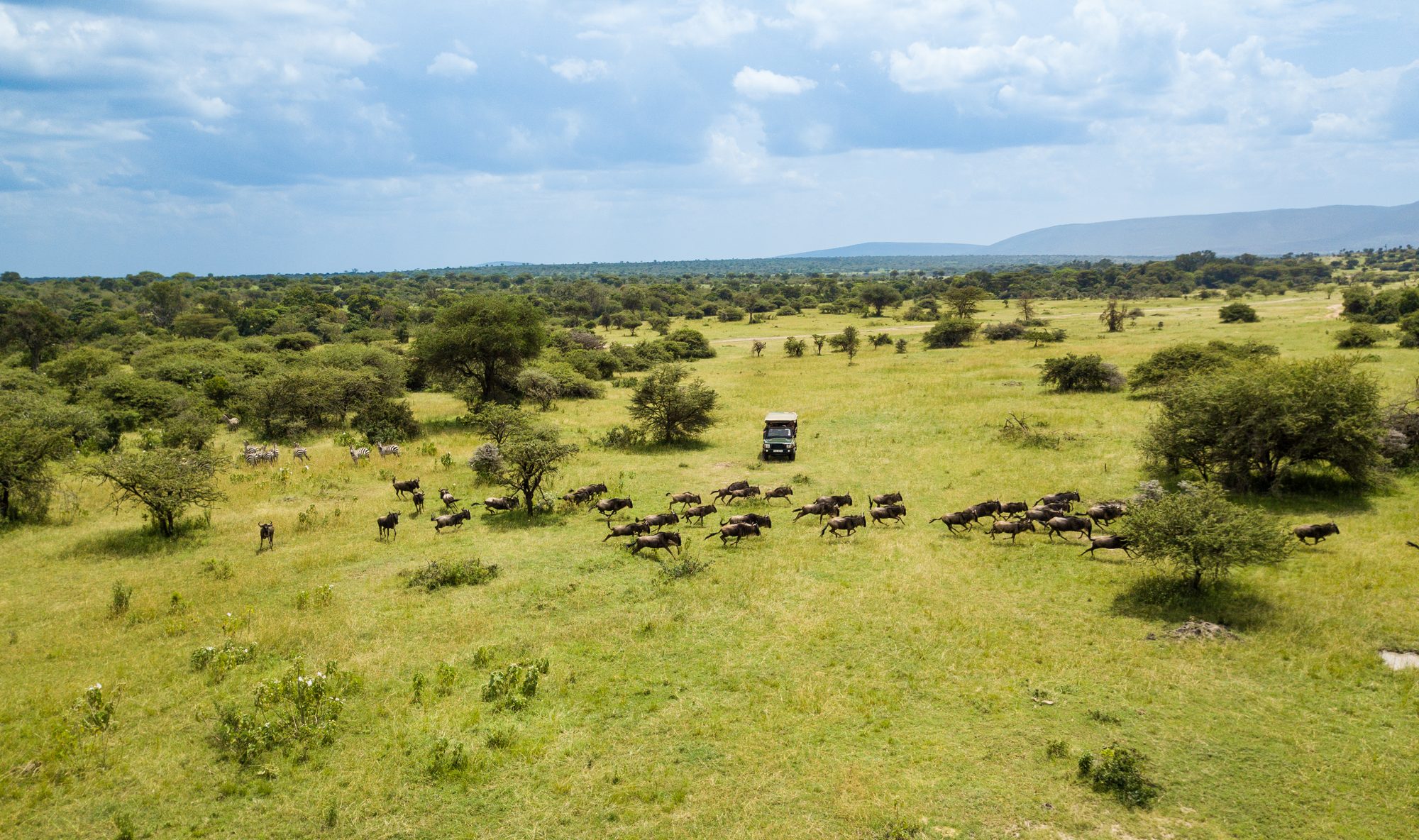 An aerial view of wildebeest running across green grassland dotted with trees in Kenya, with zebras, a safari vehicle and distant hills under a cloudy sky.