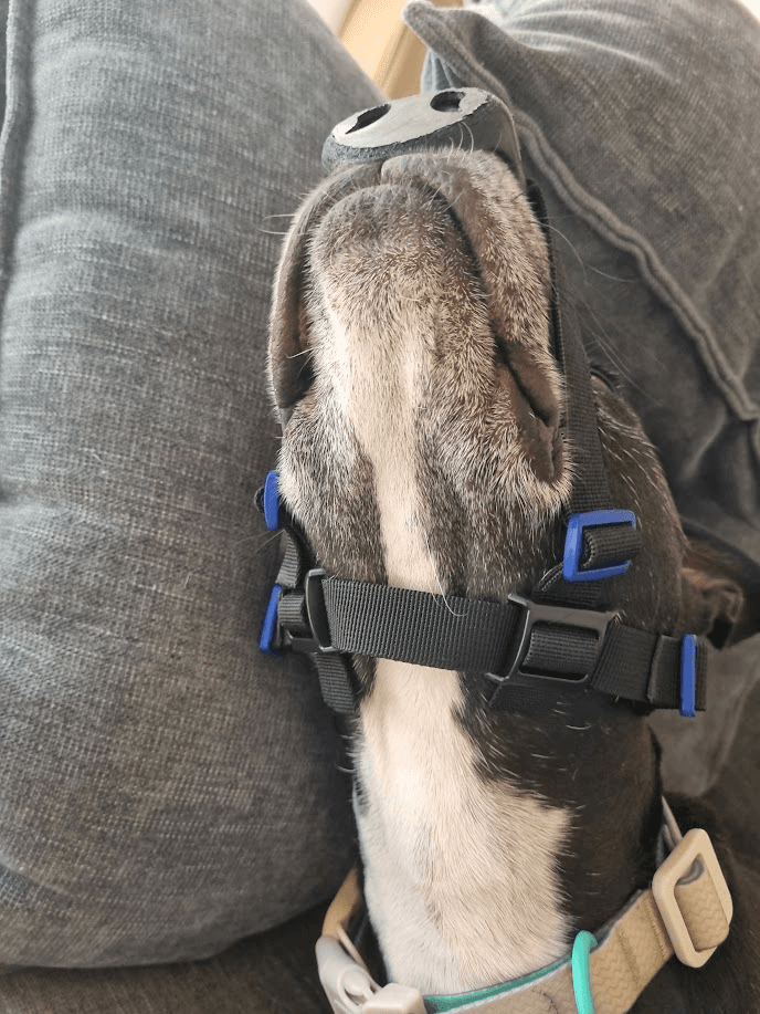 Bottom/underside view showing strap configuration
