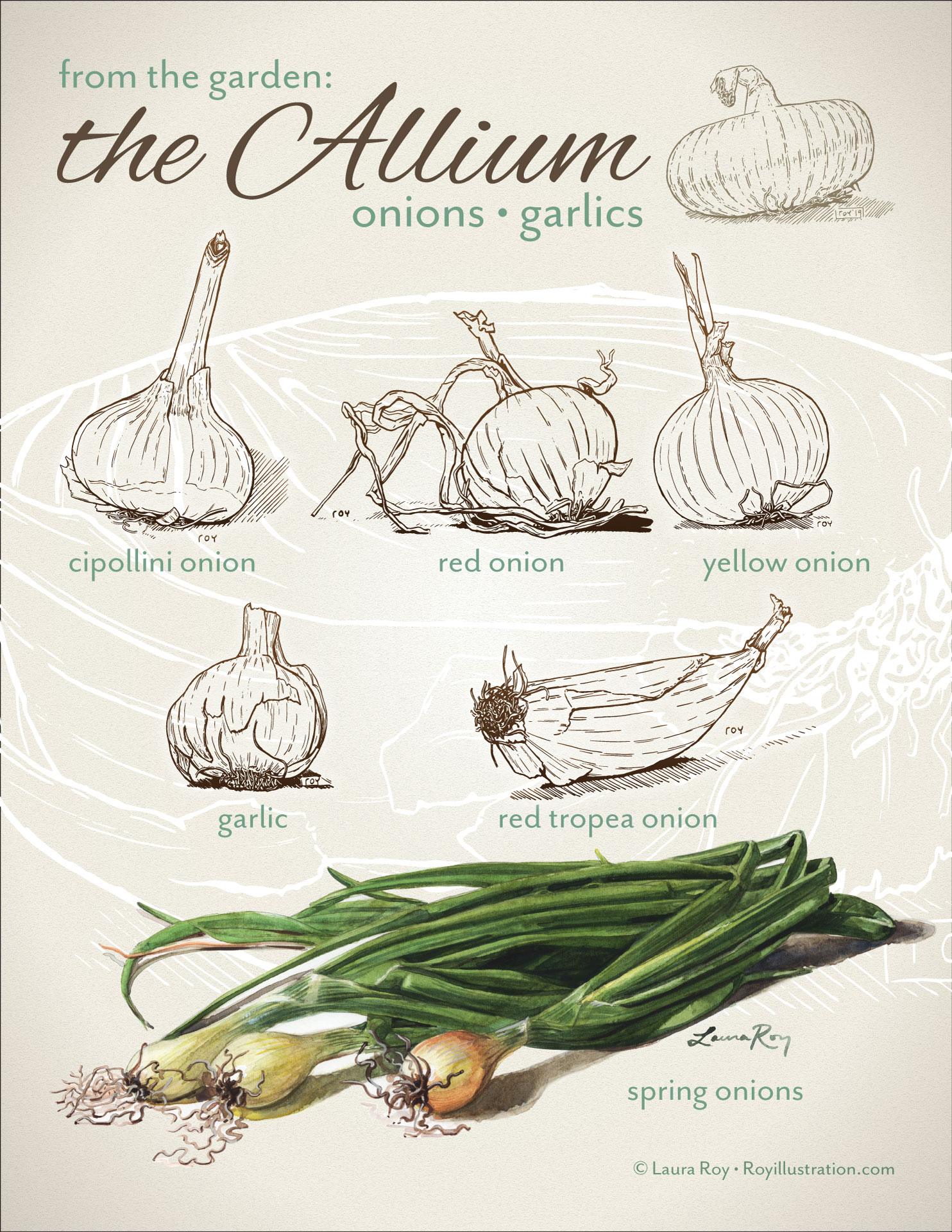 The Allium Botanical Poster