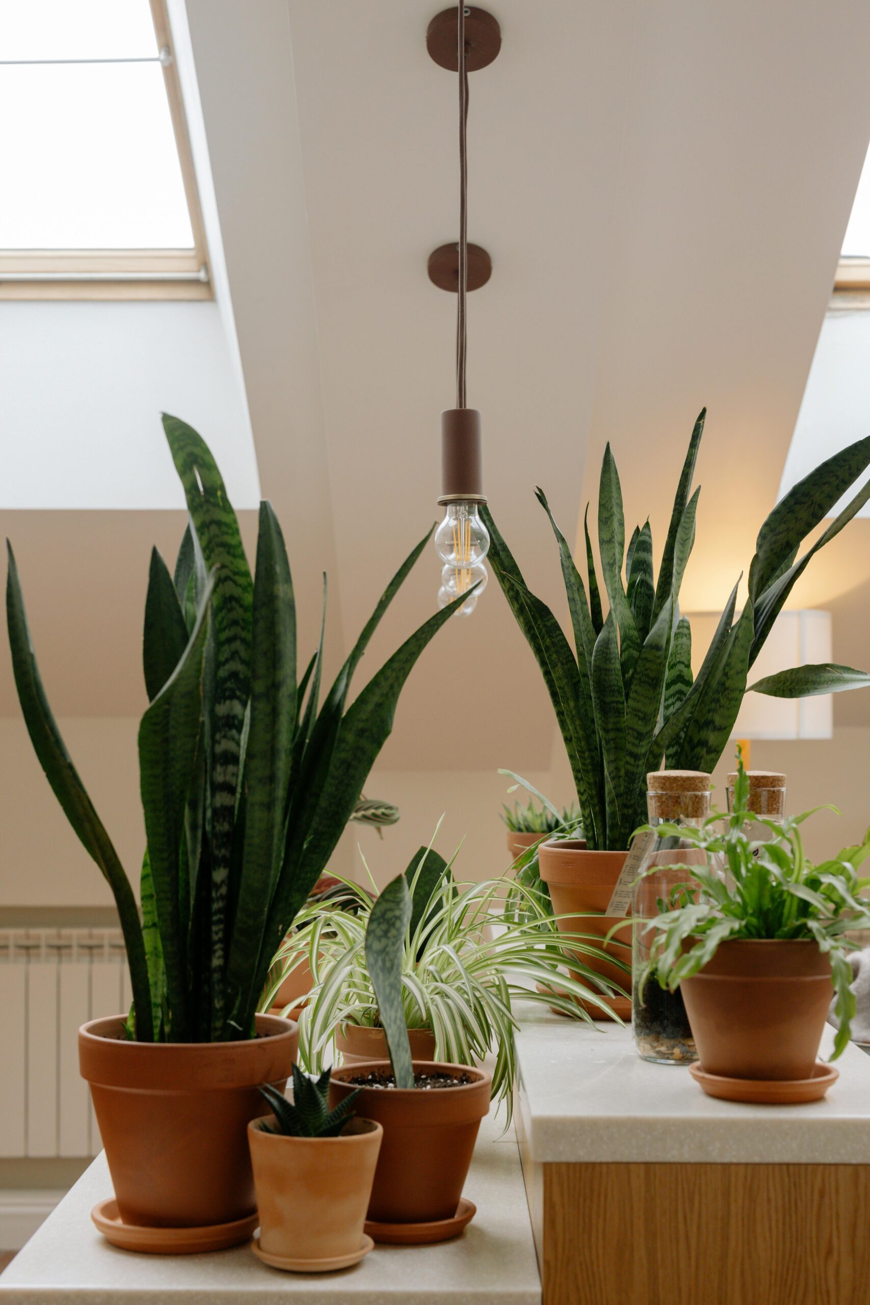 Refreshing indoor plants for summer