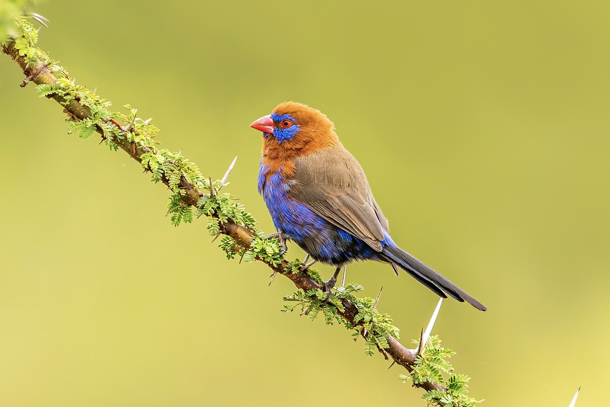 Purple Grenadier bird sitting on a branch