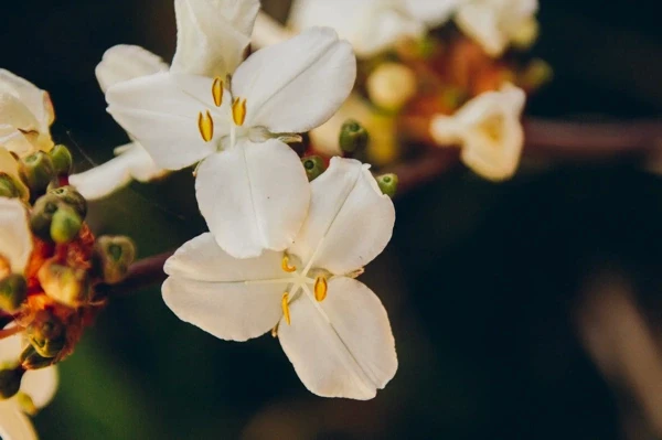 Close-up of white flowers in bloom