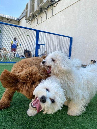 Fluffy small dogs enjoying daycare playtime at trusted pet groomers in Dubai.