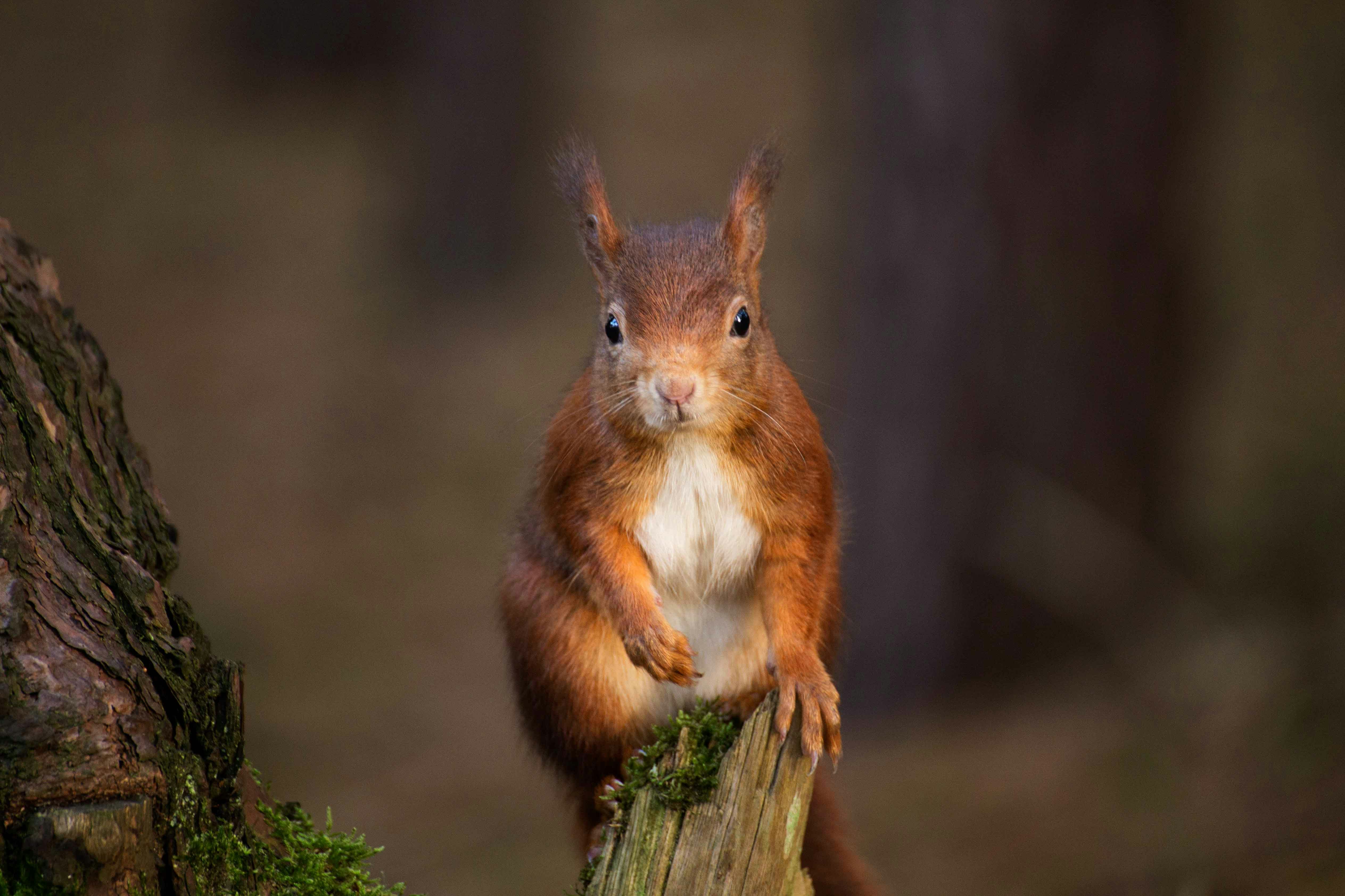 Closeup photo of red squirrel