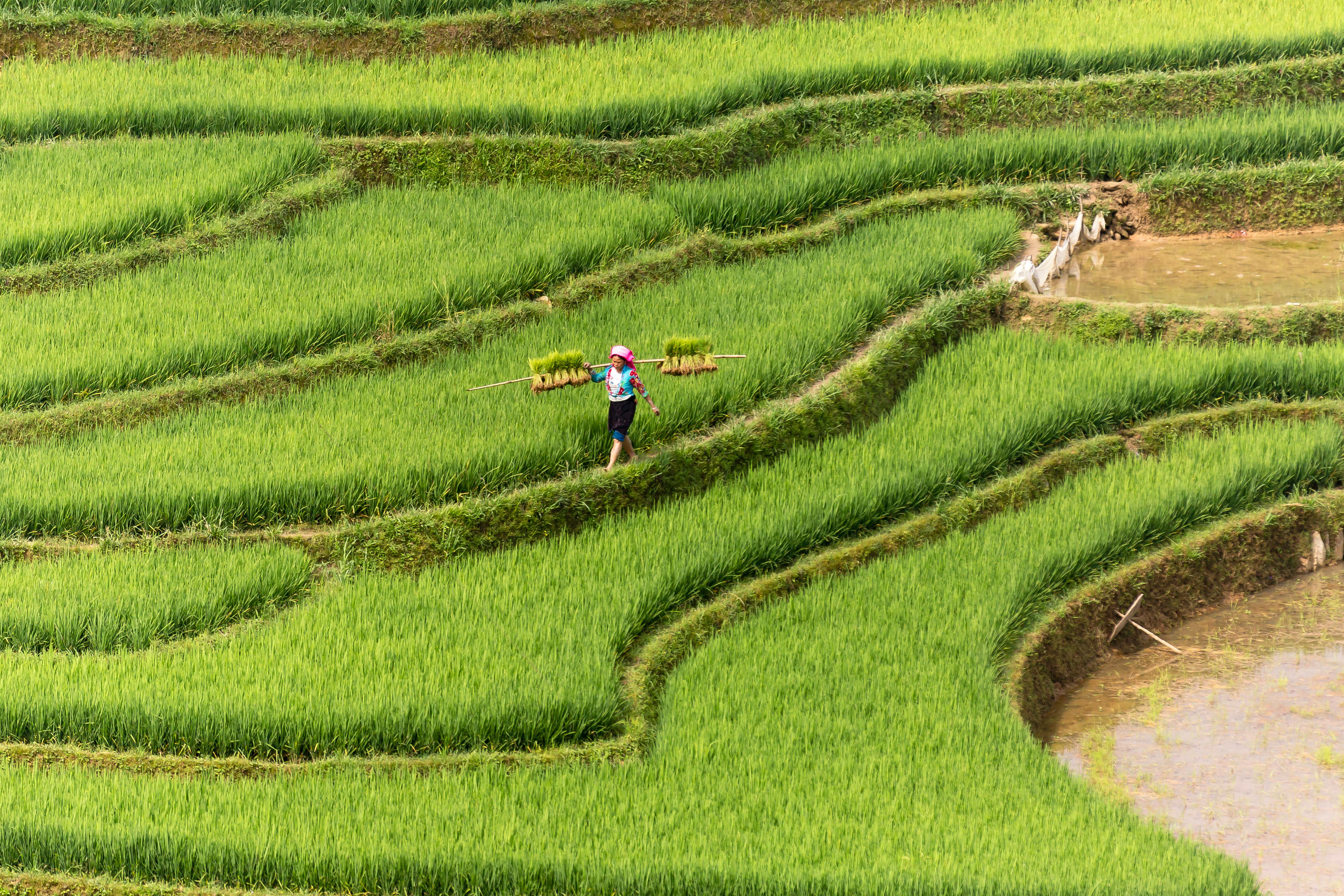 Women farming