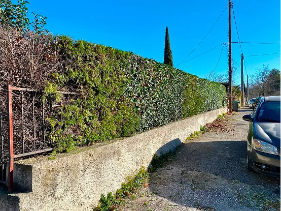 Haie ben taillée