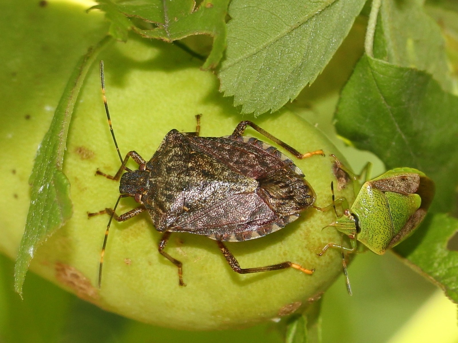 Shield Bugs