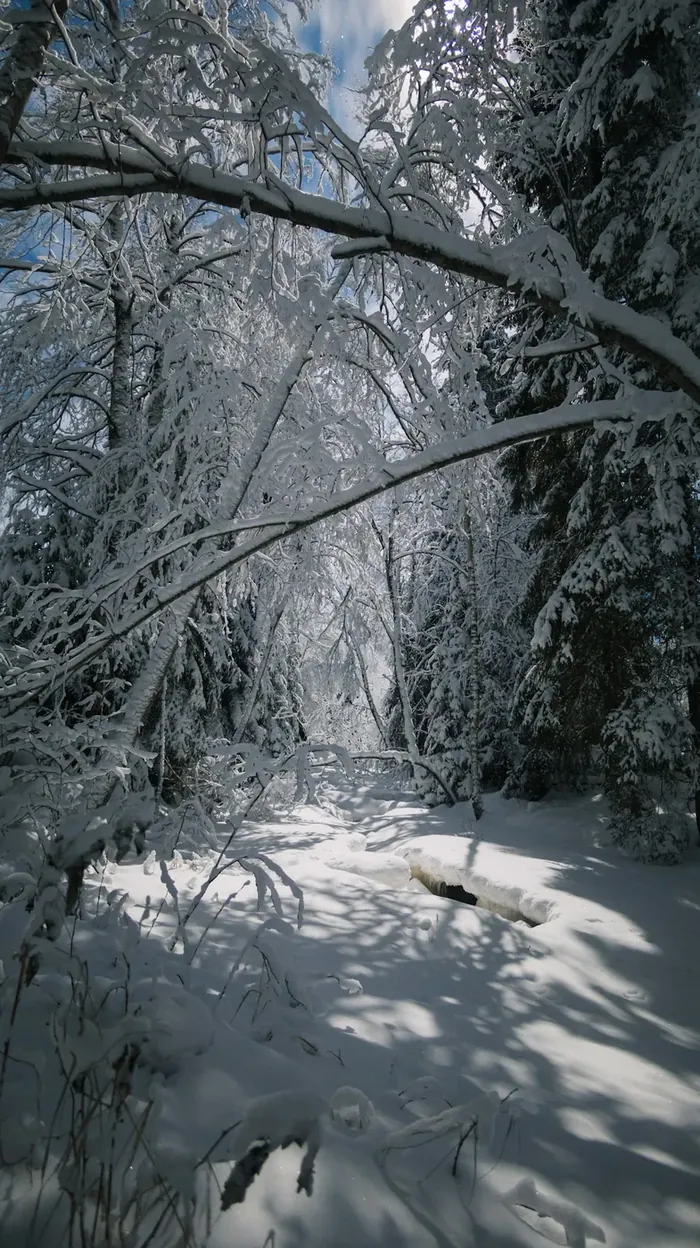 Snow-covered forest path under a leaning branch