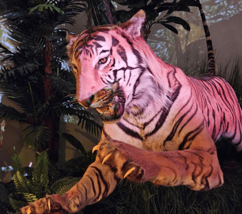 A life-sized tiger replicas of African animals in the African Savanna exhibit.