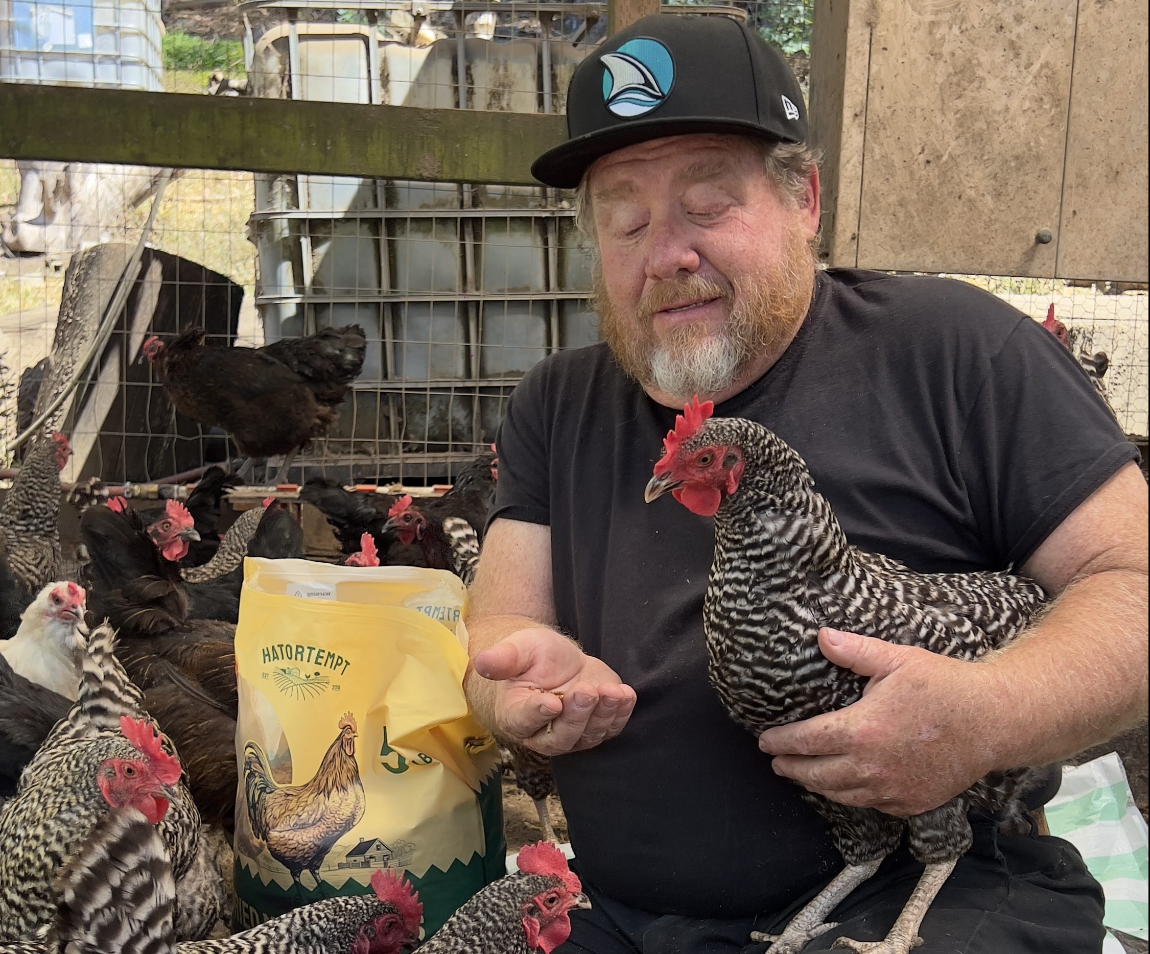 hatortempt dried mealworms for your chickens