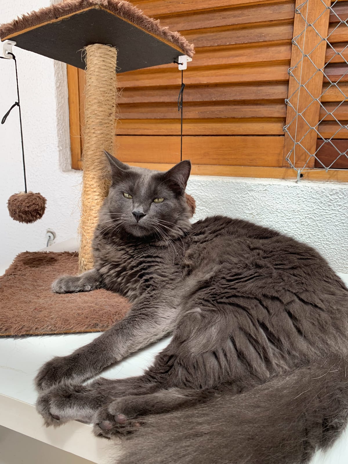 Foto de pet atendido pela Três Marias