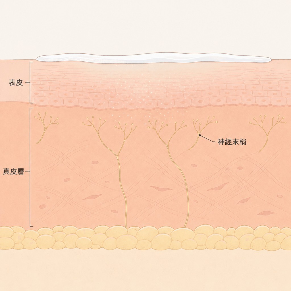 塗在表面的乳膏滲透至真皮神經末梢的過程