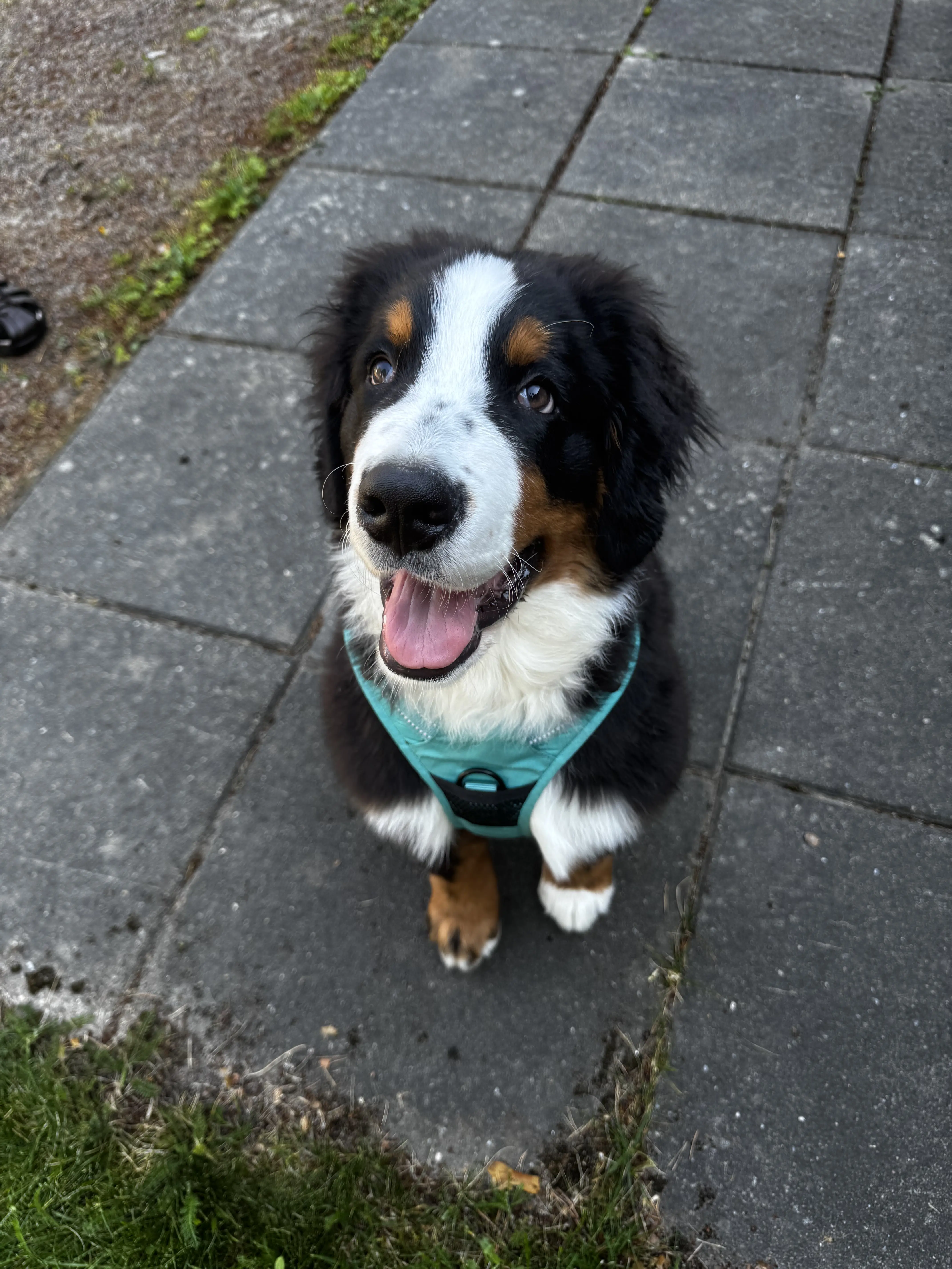 lemmikinhoitajan otettu kuva kahdesta kissasta