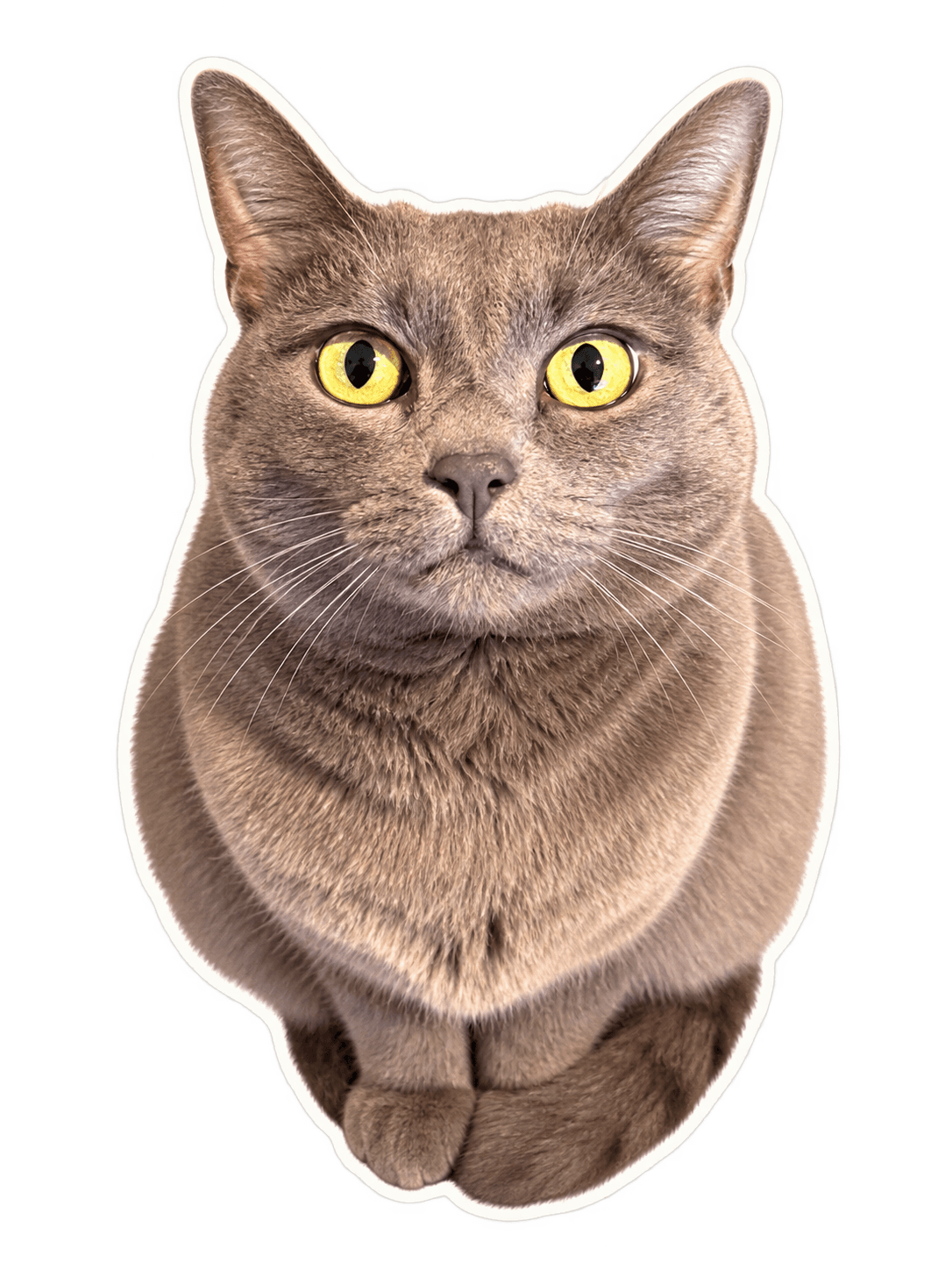 My gray cat with bright yellow eyes