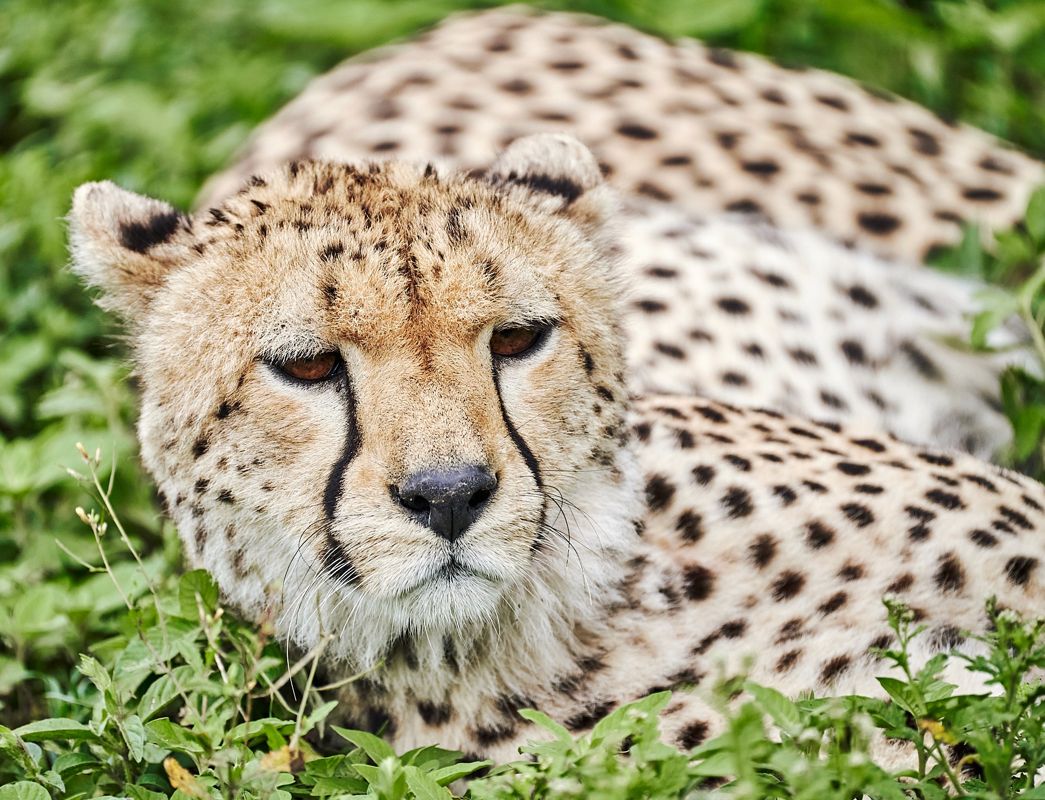 Gepard vilar i tät grön vegetation i Serengeti, fångad i närbild under en game drive.
