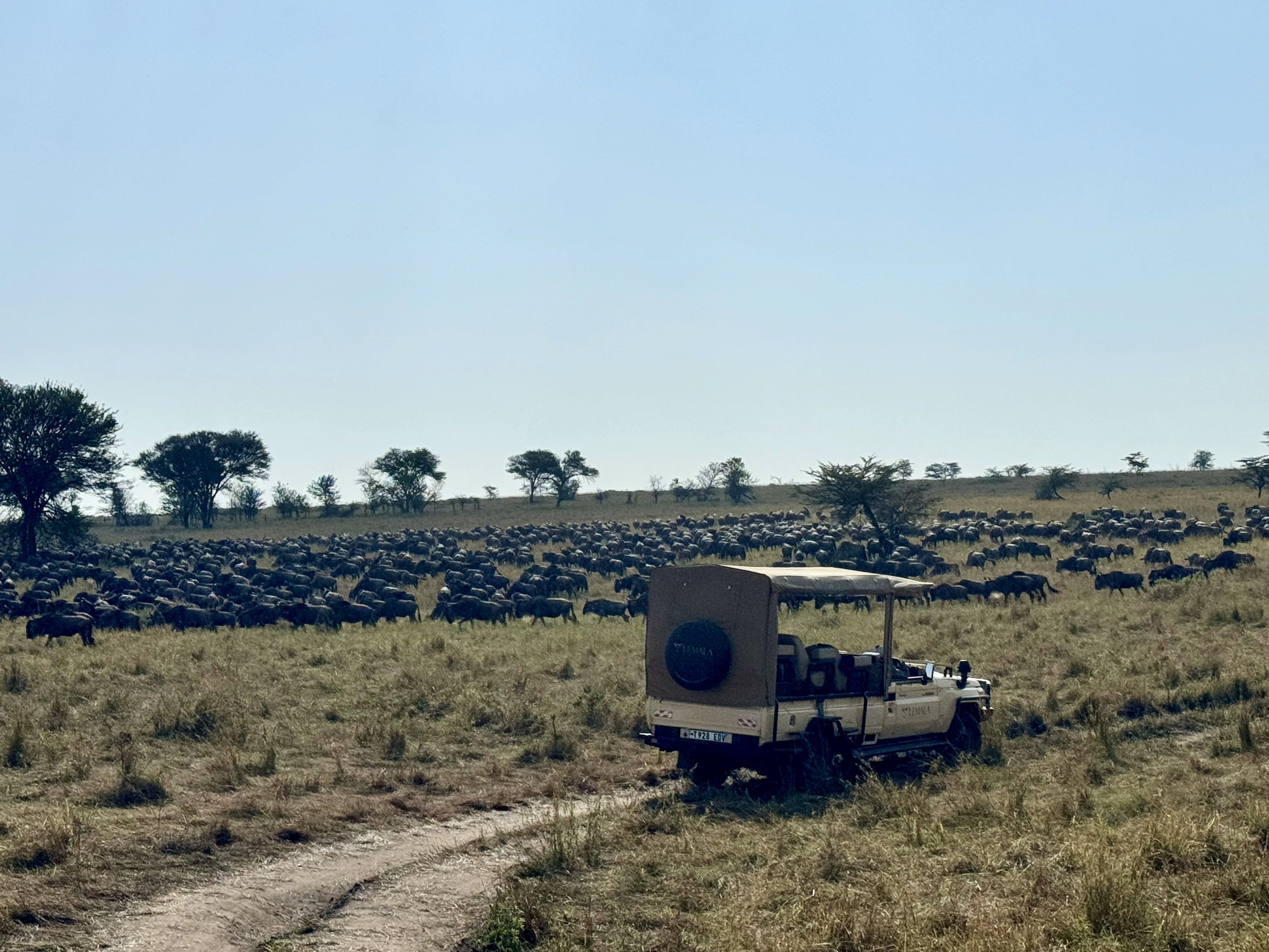 Wildebeest everywhere preparing for the migration.