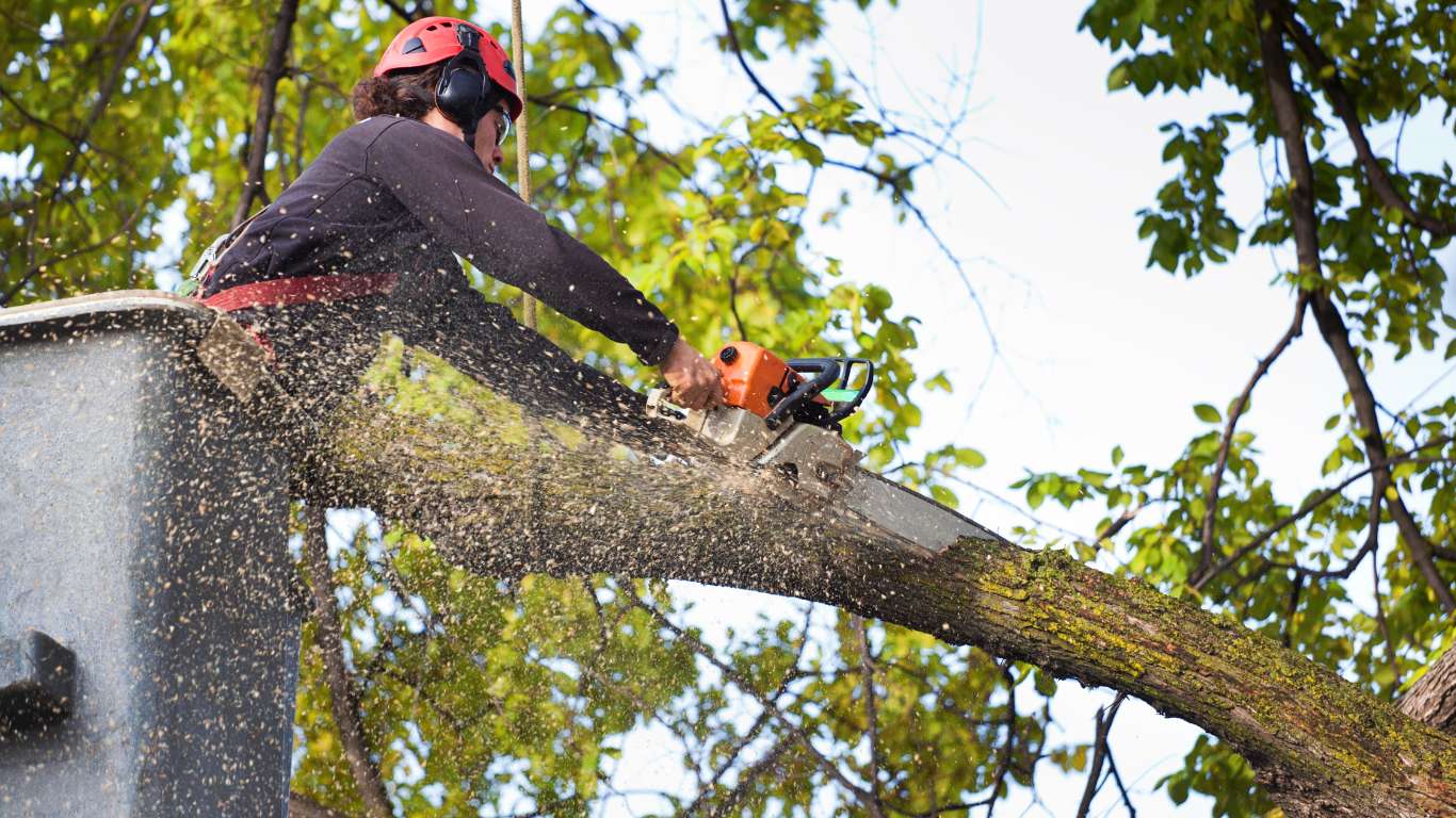 Residential Tree Pruning