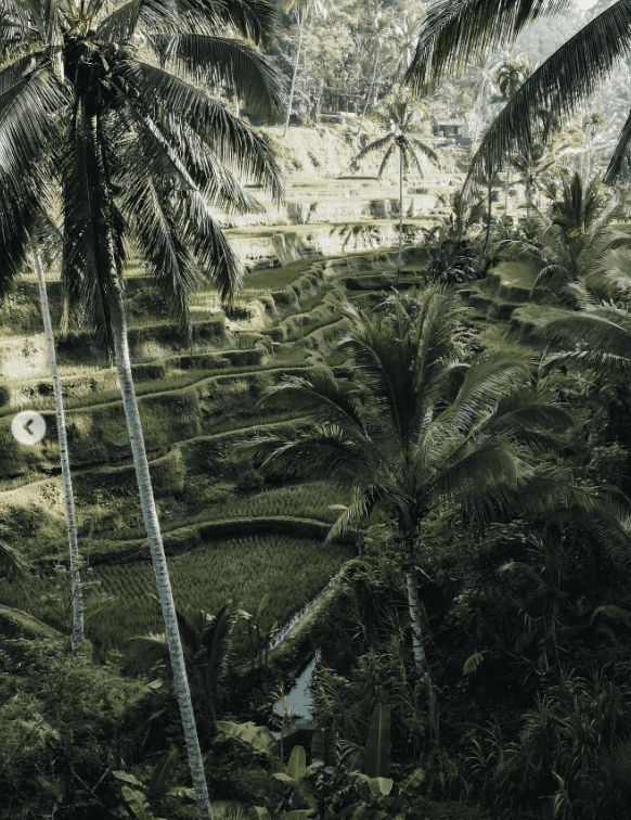 Two people working at desks in a bright, plant-filled office.