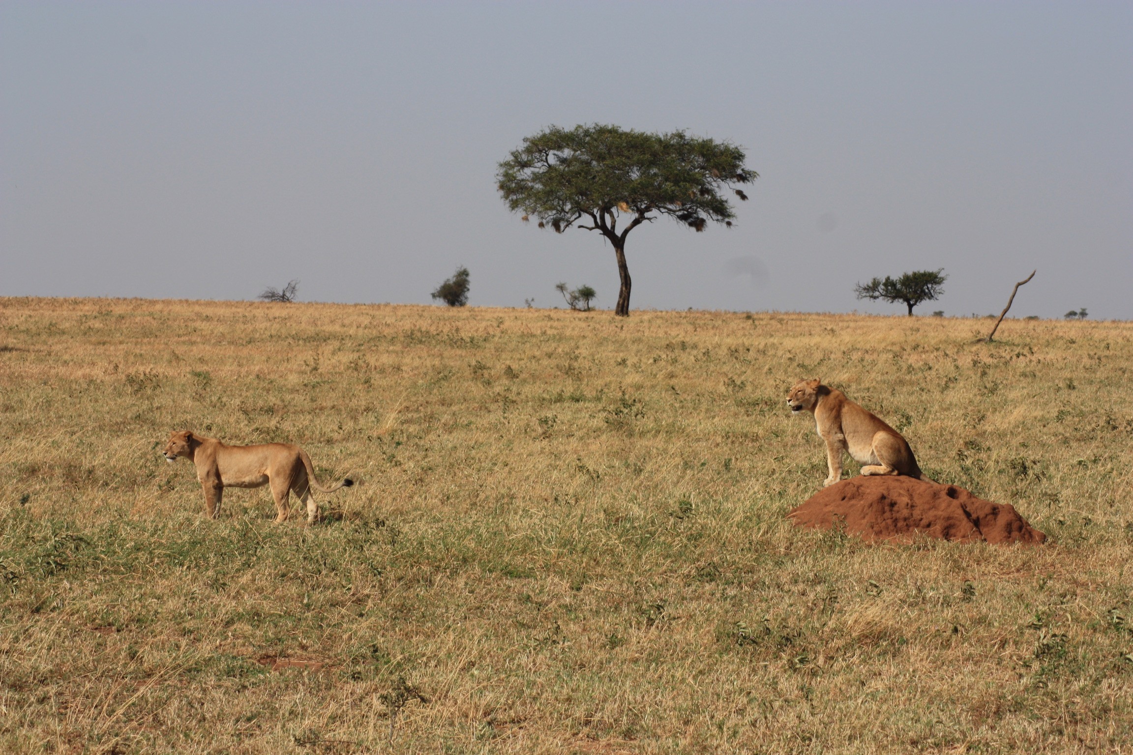Serengeti National Park