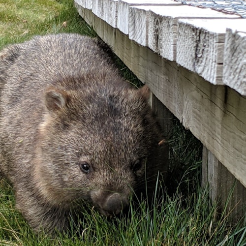野生動物之最佳之旅