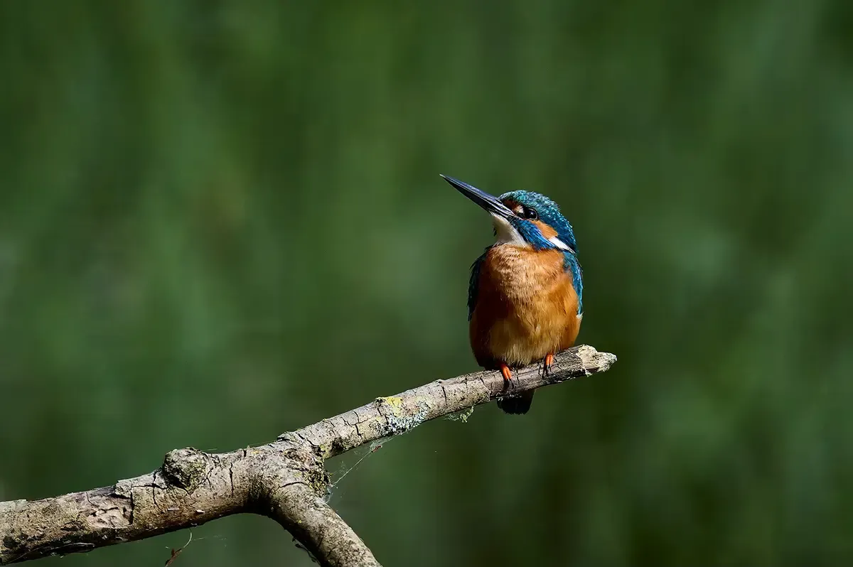 natura-2000-tierbeobachtung-ffh-gebiet-paradies-eisvogel-sichtung-traunxperience-lambach-wels-oberösterreich
