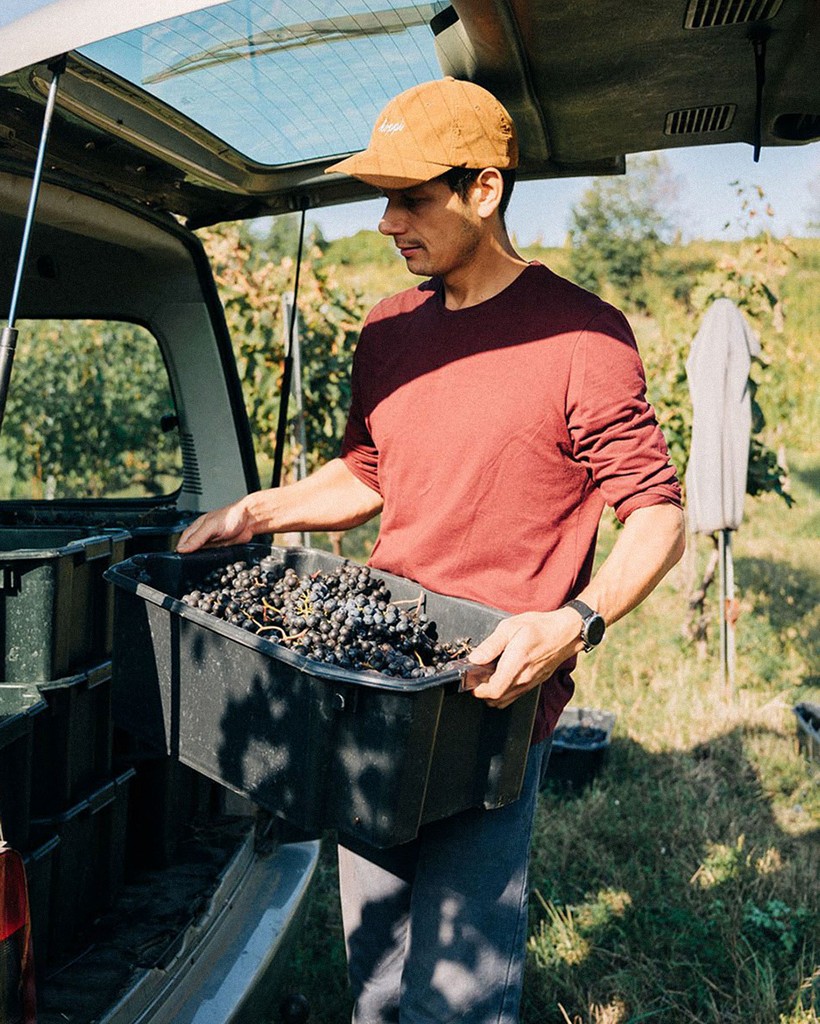 Géza Galán harvesting grapes at Vaskapu vineyard in Mohács.