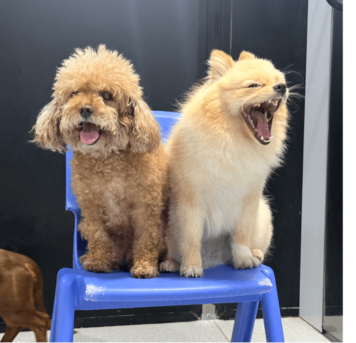 Cat And Dog Pawstreet