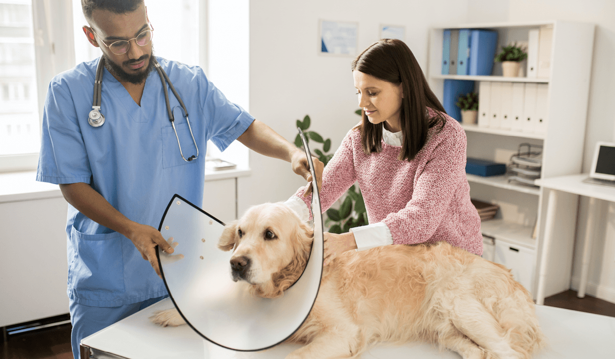 Why Your Veterinary Business Isn't Growing and How PetDesk Can Help