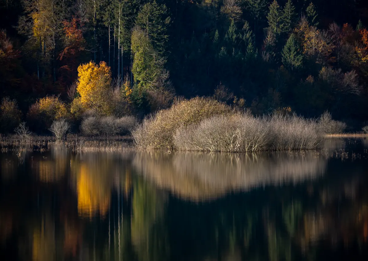A reflection of autumn colored trees in Lake Cerknica, Slovenia