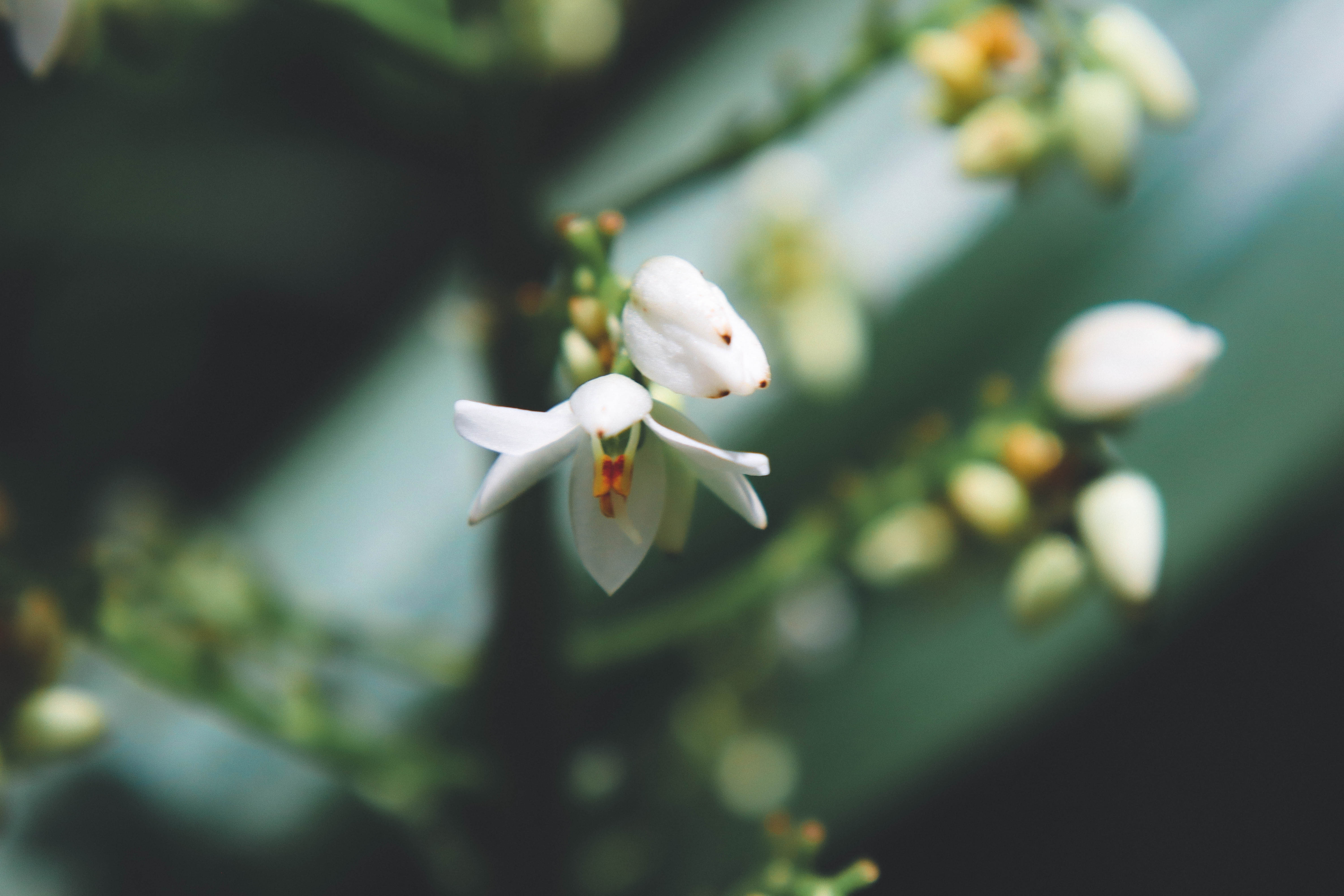 Sunshine hitting a flower in Oahu