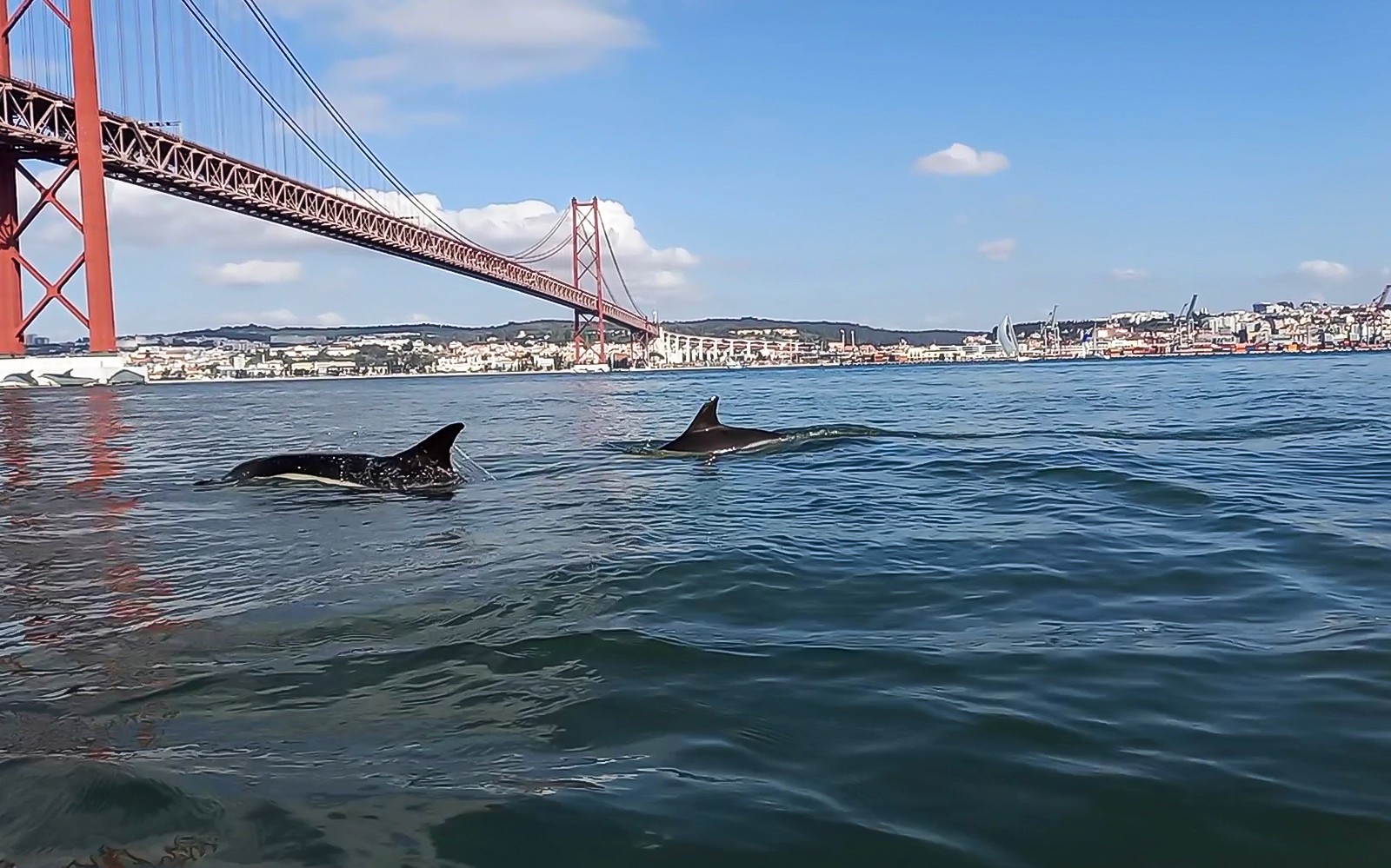 Delfini plivaju u blizini Mosta 25. travnja u Lisabonu.
