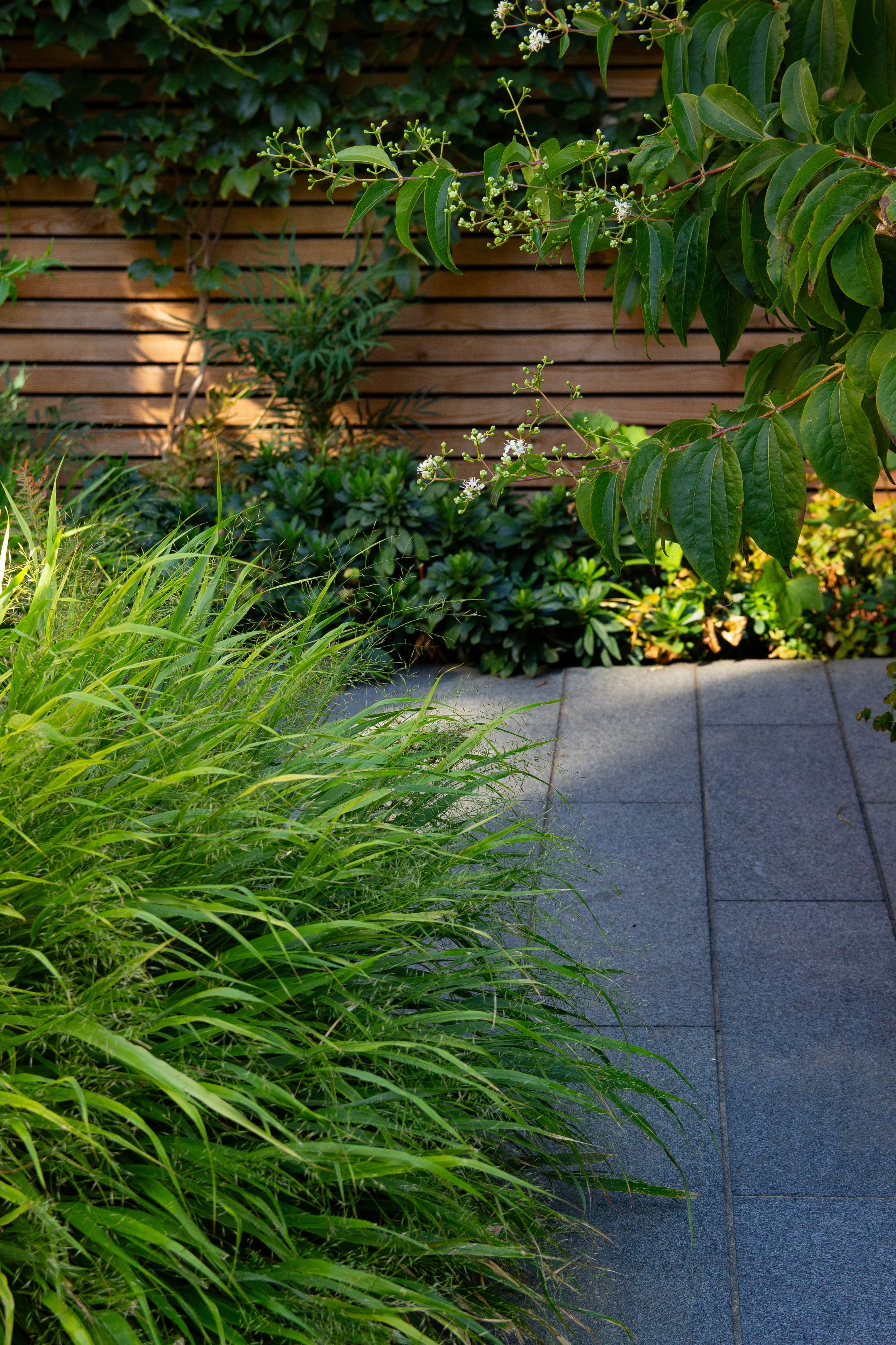 Dense shade planting in a small contemporary London garden