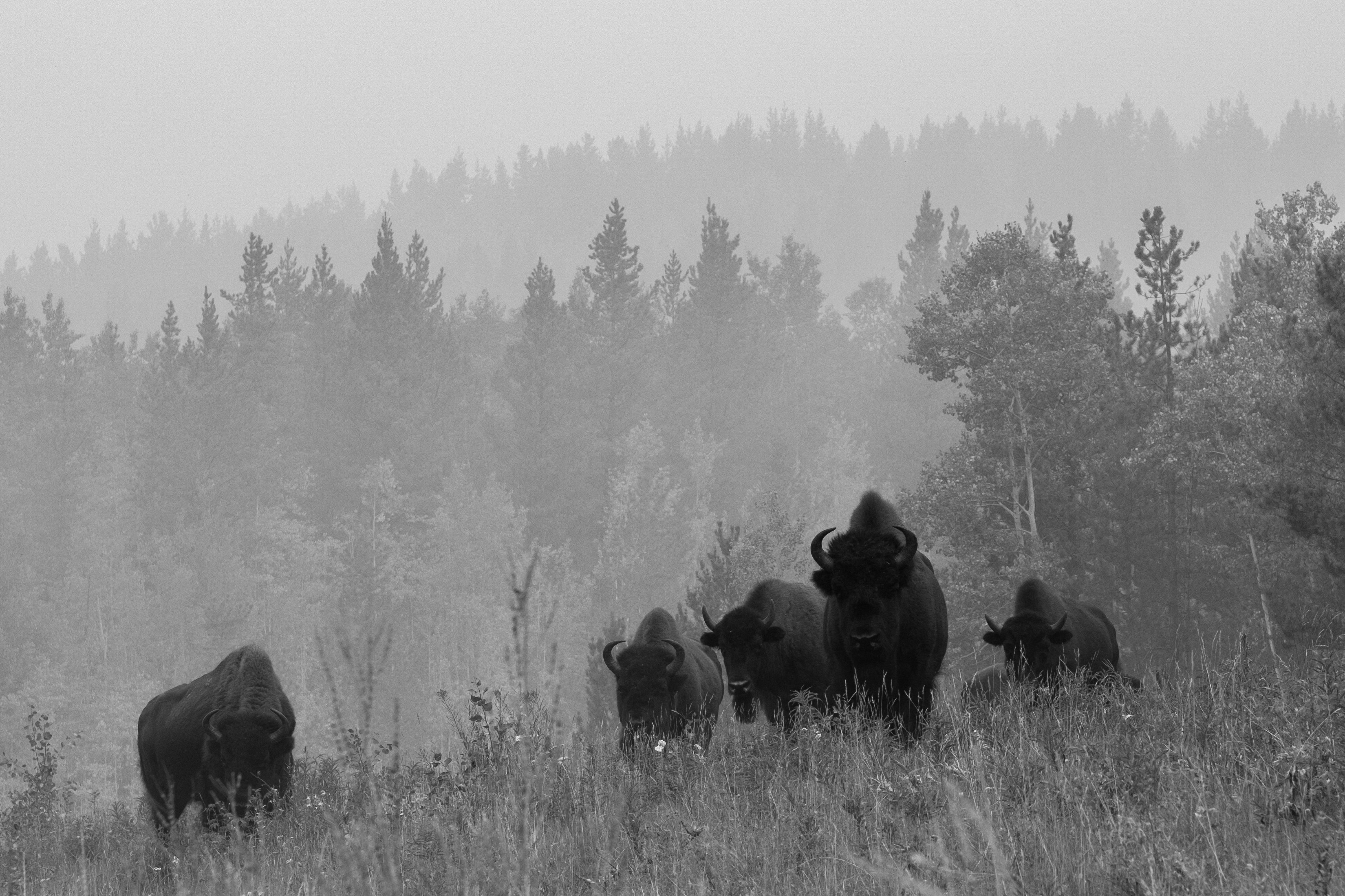 bison on landscape