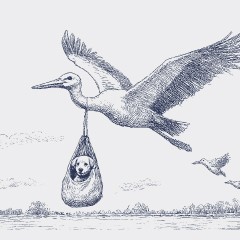 Portada de Crisis de natalidad: una radiografía sobre sus causas, consecuencias y orientaciones de política pública, estudio de IdeaPaís, mostrando una ilustración de una cigüeña que vuela con un cachorro colgando en una bolsa o saco de tela. 