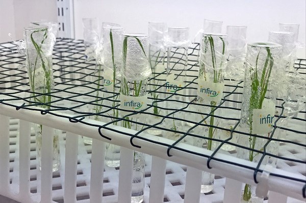 Test tubes containing green plant saplings are arranged on a wire rack. Each tube is  labeled "infira."