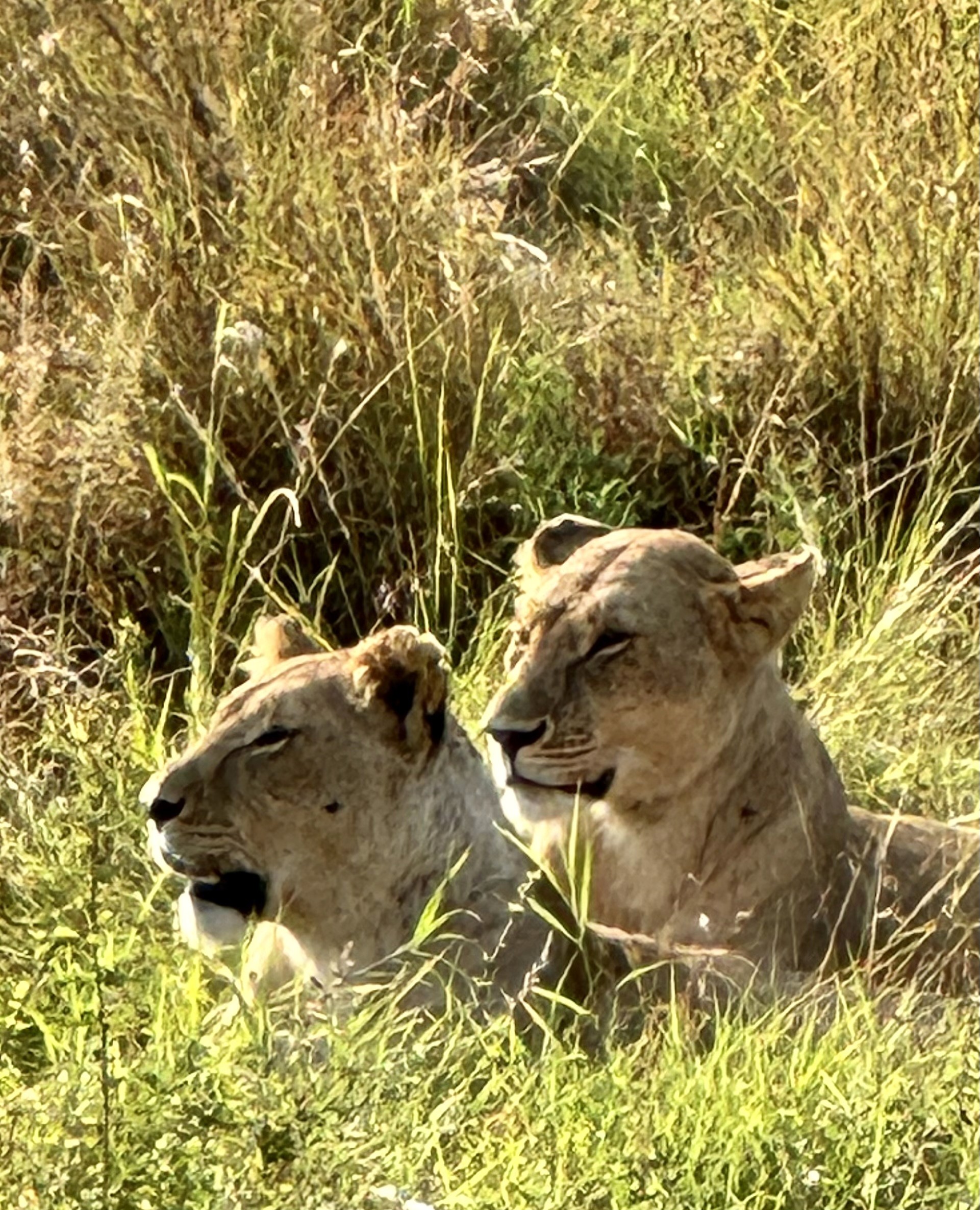The twin alertness in the savannah