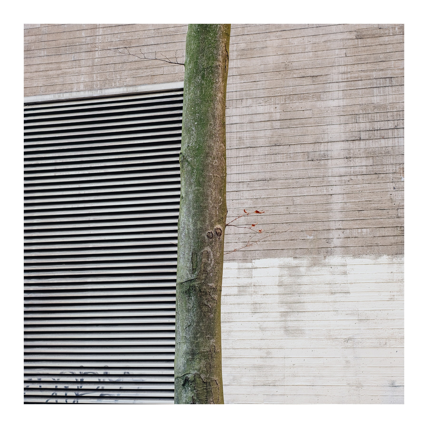 Street tree framed against a brutalist wall with linear grooves and a large metal vent. The tree trunk bisects the image, standing in contrast to the architectural strictness of the background.